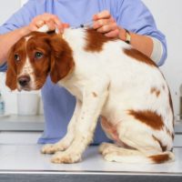 В Митино заработает пункт по вакцинации животных от бешенства 