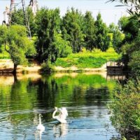 Лебеди Елена и Константин появились на пруду ландшафтного парка «Митино»